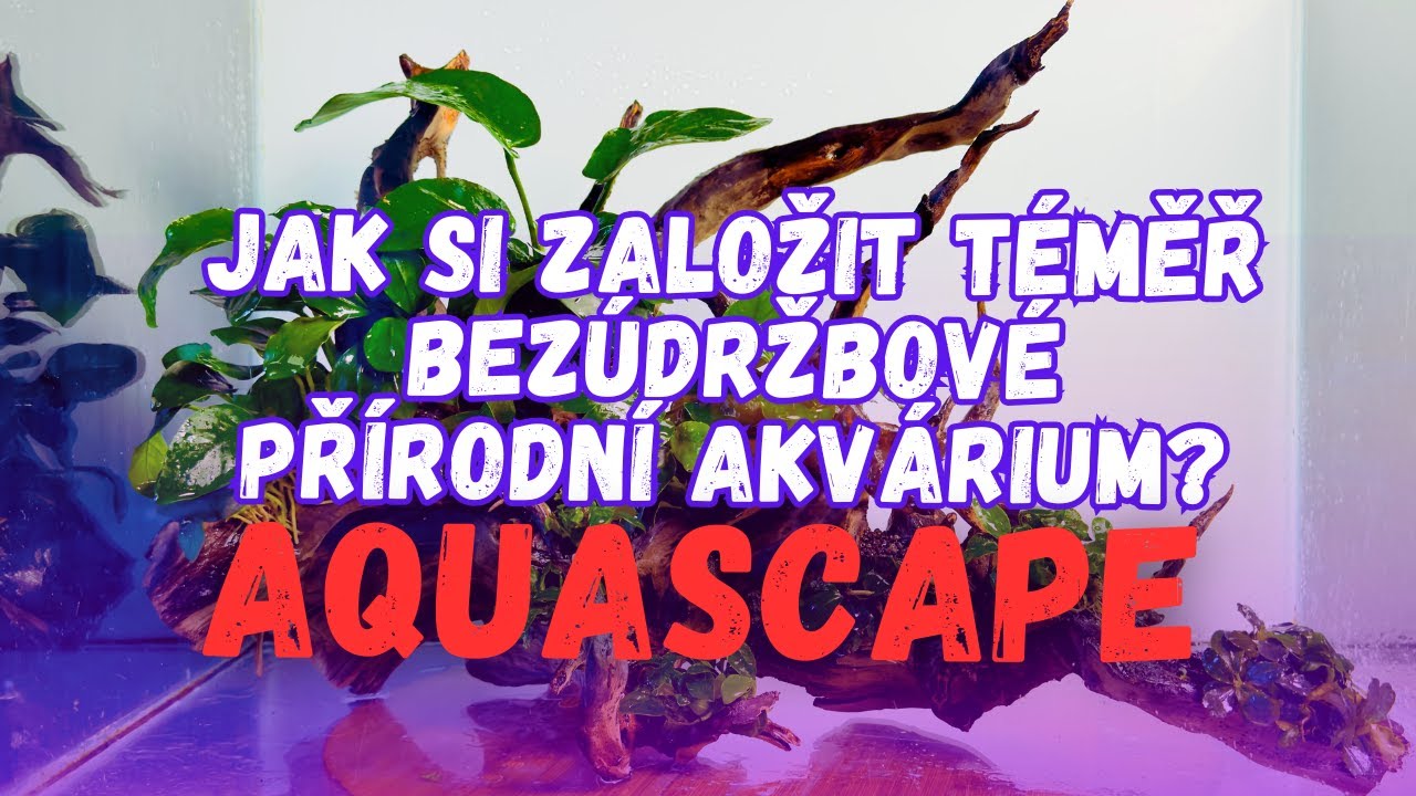 Jak si založit téměř bezúdržbové přírodní akvárium? – Low-Tech Aquascape Guide