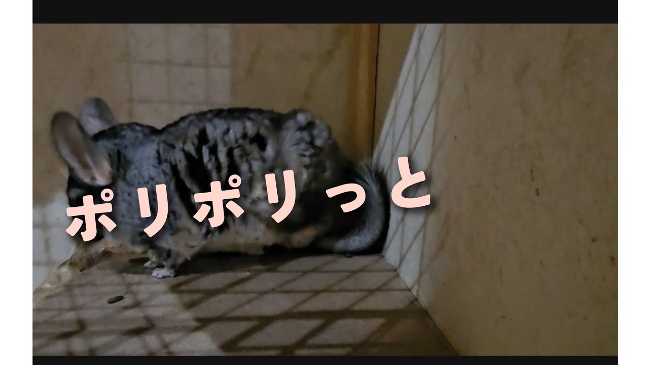 チョコの日々日記　　　　　　　　　　　　　日々のしぐさ、ルーティン