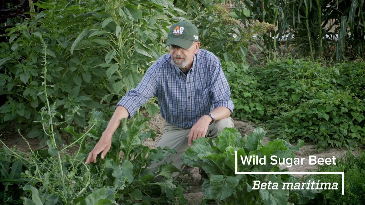 Wild Sugar Beets | Colorado Field Crop Tour