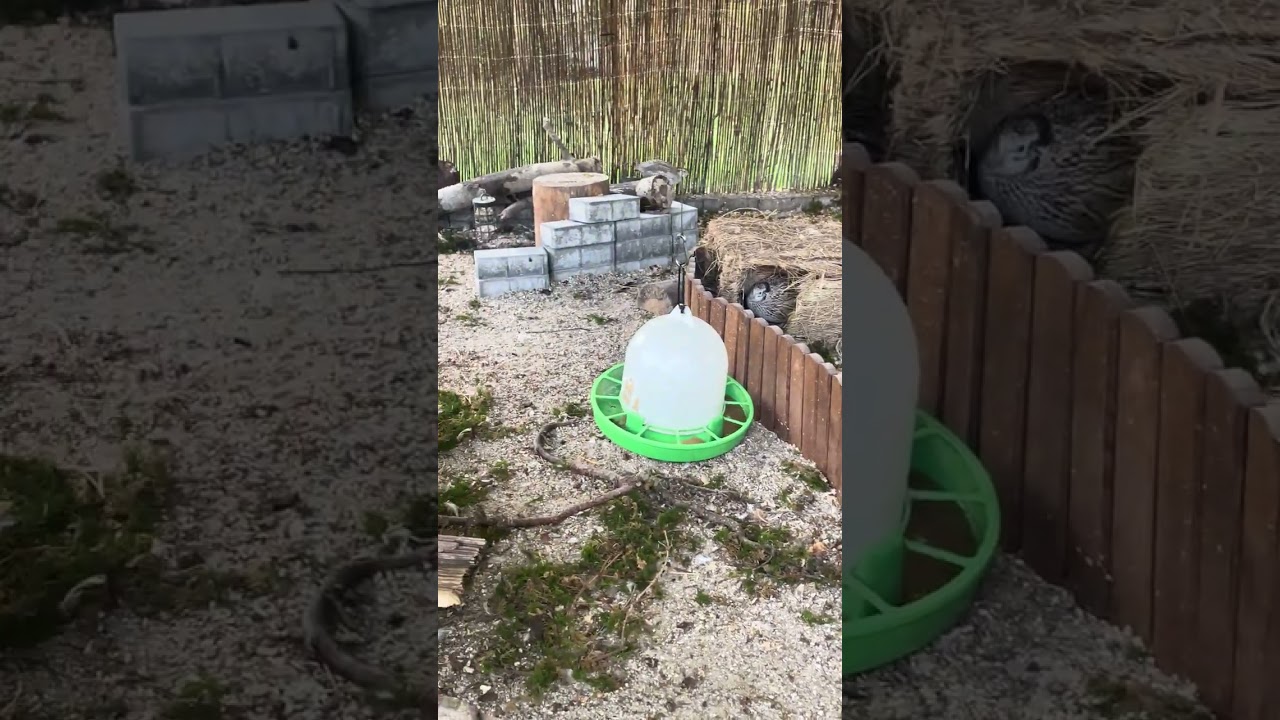 Ein kleines Wachtel Video 