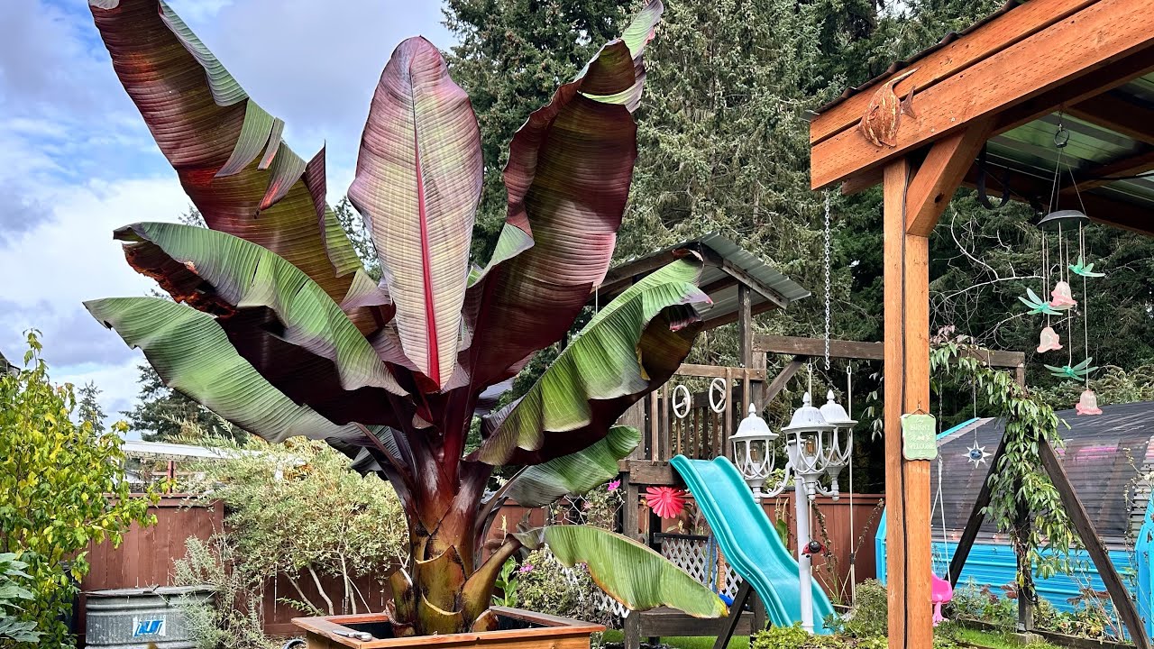 Red Abyssinian Banana Winter Care - Overwintering