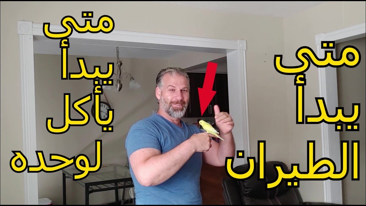 خطوة بخطوة في اي عمر ادرب على الطيران, متى اضع الحبوب لأول مرة لفرخ البادجي