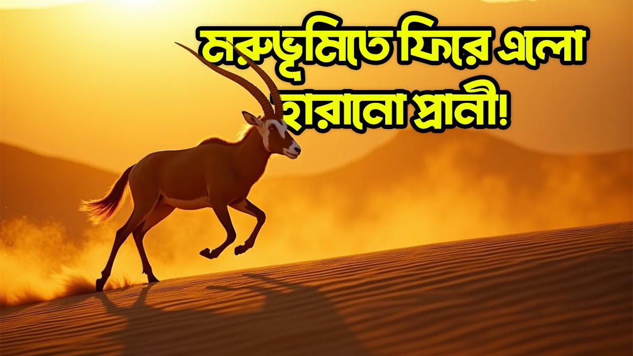 হারিয়ে যাওয়া প্রাণী ফিরে এলো মরুভূমিতে! | সাহারার অলৌকিক গল্প | Scimitar Horned Oryx