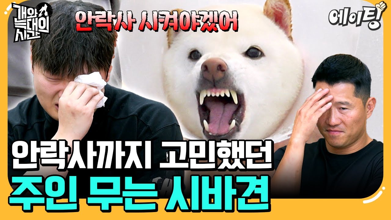 [#에이팅] 강형욱도 늑대라고 인정한 시바견 등장💥 주인까지 무는 입질에 결국 안락사 위기?!😰 | #개와늑대의시간 4회