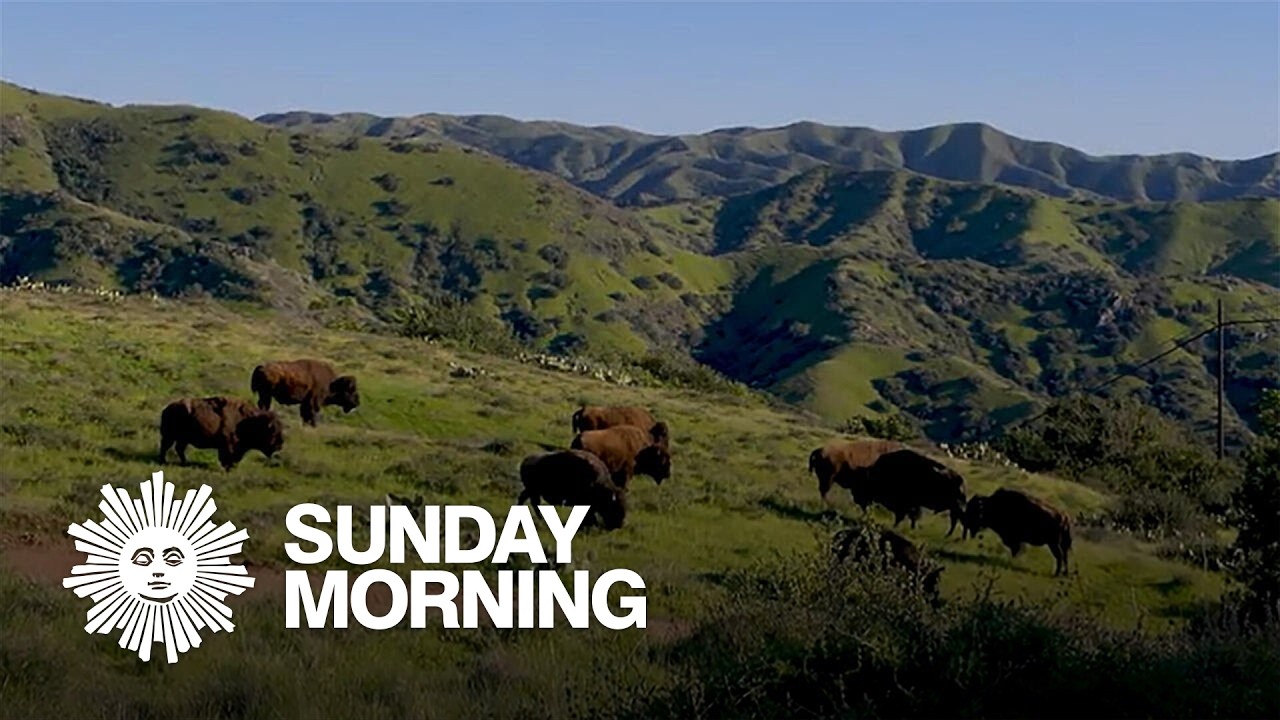 Nature: Bison on Catalina Island