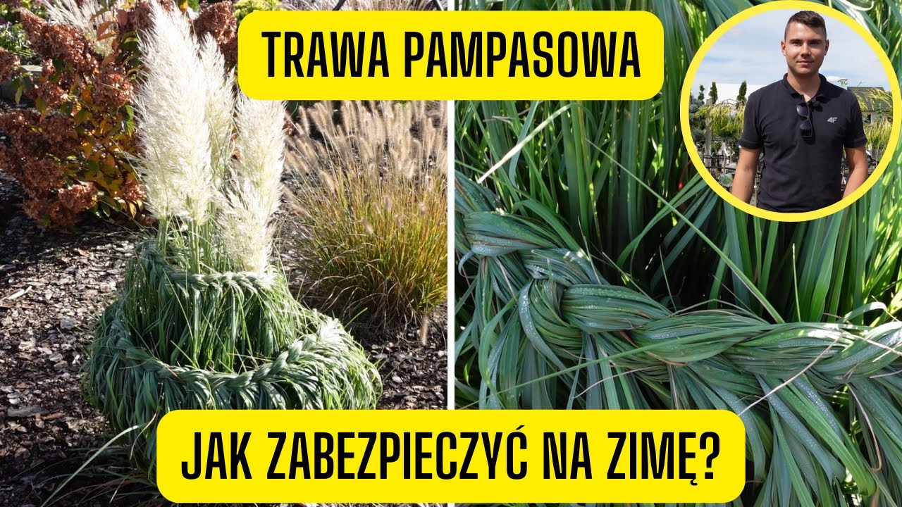 Jak zabezpieczyć trawę pampasową na zimę? Wiązanie i plecenie warkoczy