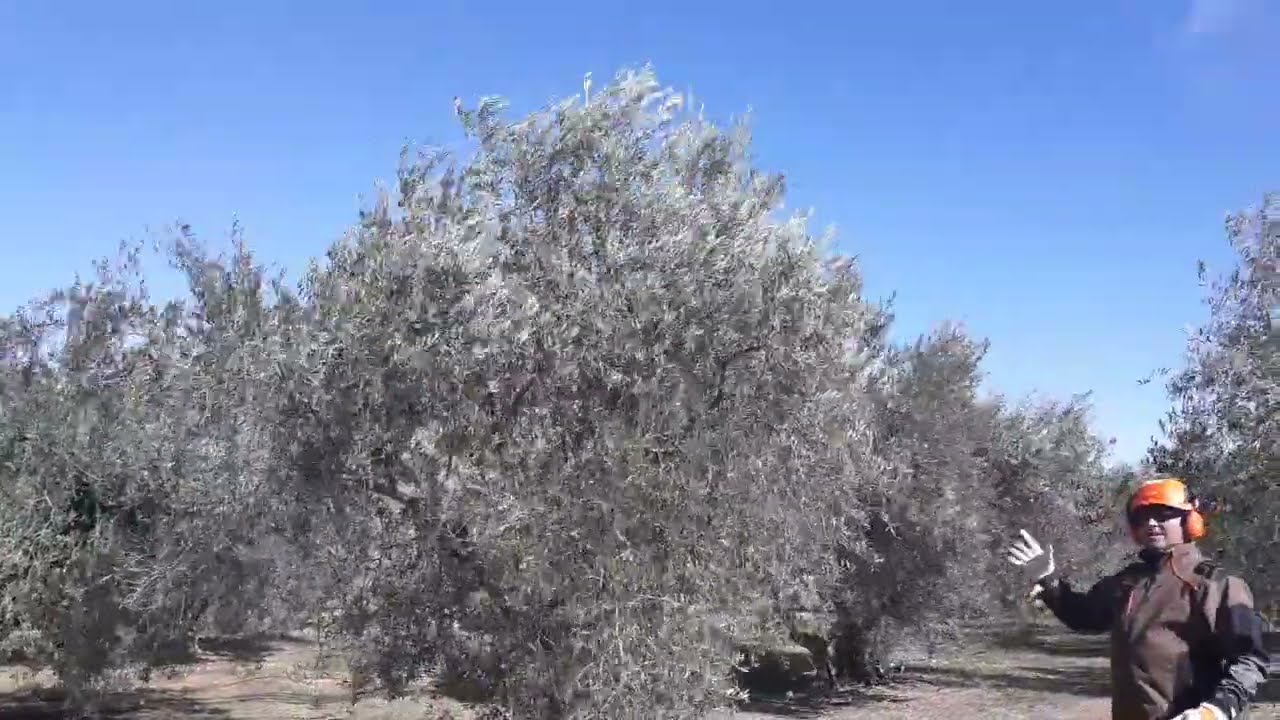 PODA OLIVO JAEN ALCAUDETE VIDEO 38