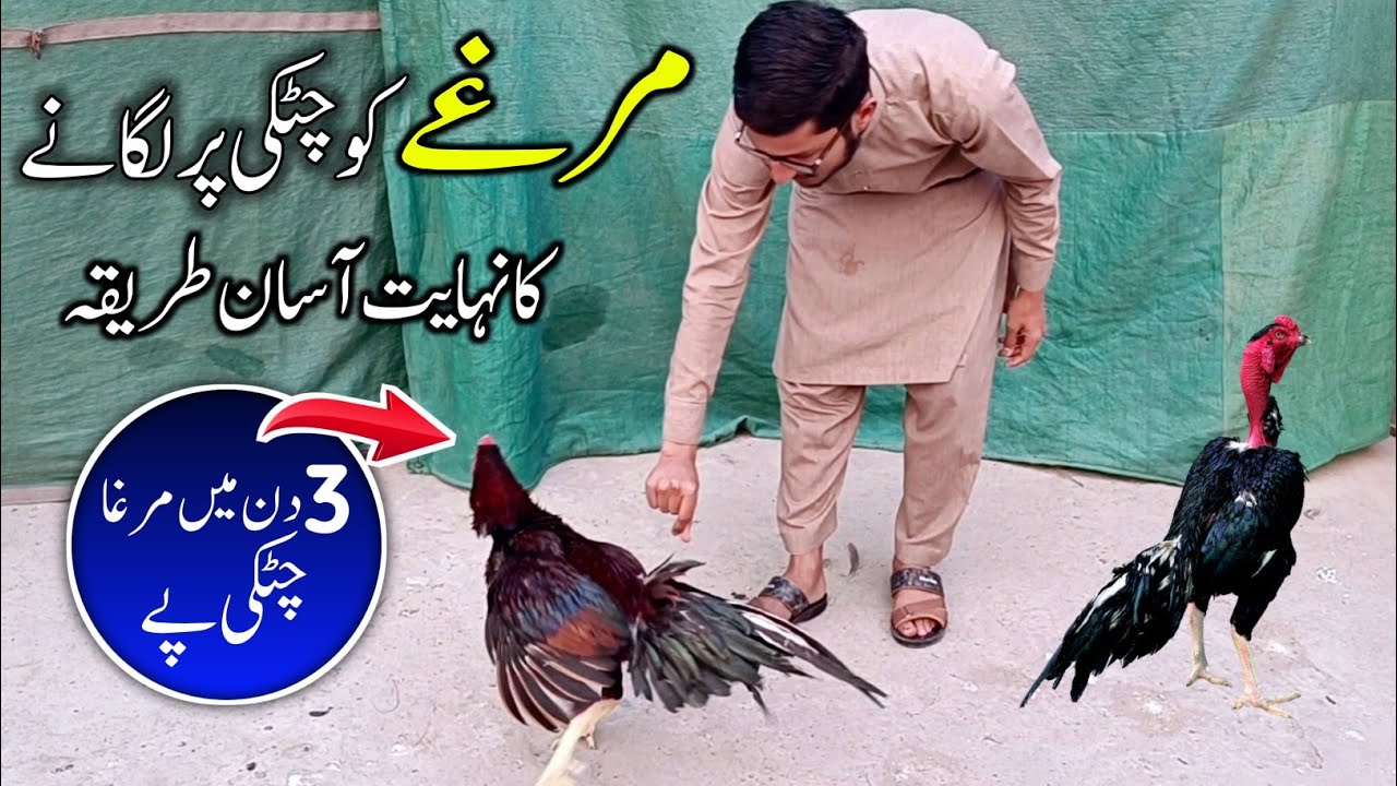 Murga Ko Chutki Par Lagane Ka Tarika By Haseeb Chishti