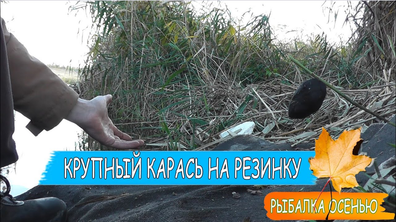 Большие караси на резинку Рыбалка осенью на карася