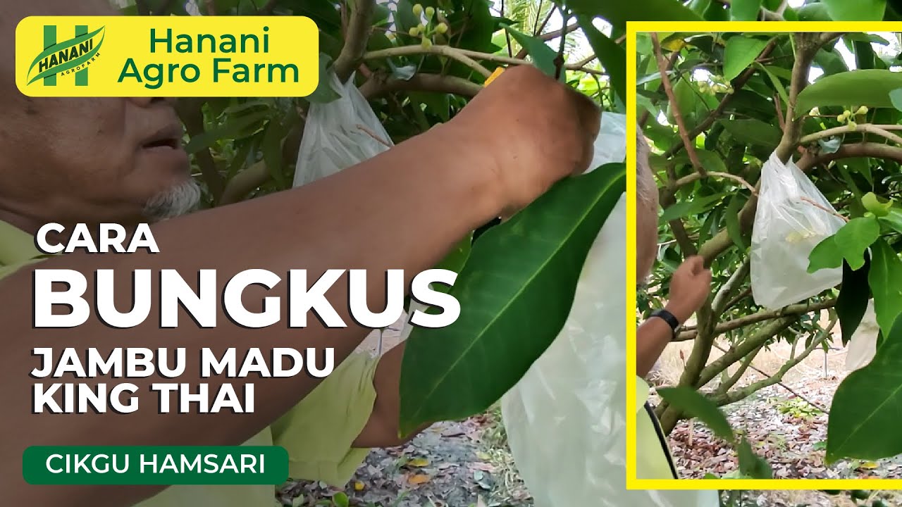 Cara bungkus jambu madu air king thai | Hanani Agro Farm
