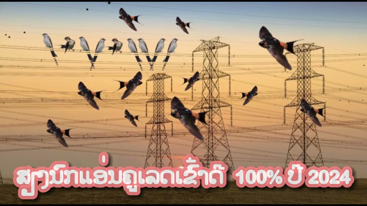 ສຽງນົກແອ່ນຄູເລດ ເຂົ້າດີ 100% ປີ 2024|เสียงนกแอ่นคูเลด