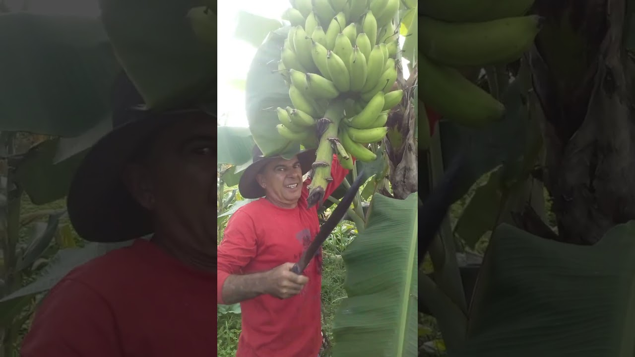 COMO ELIMINAR BROCA DA BANANA MAÇA??