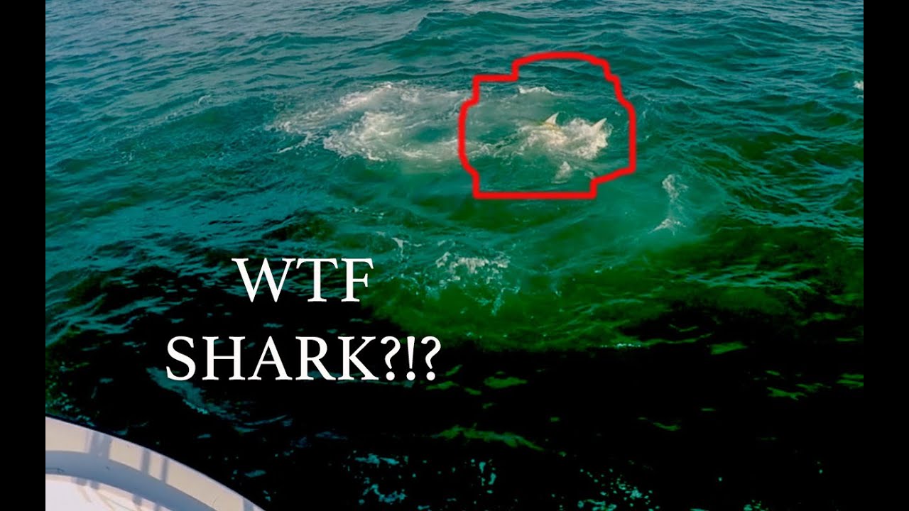 HAMMERHEAD SHARK STEALS MY BOYFRIEND'S FISH!!! (VLOG #104)