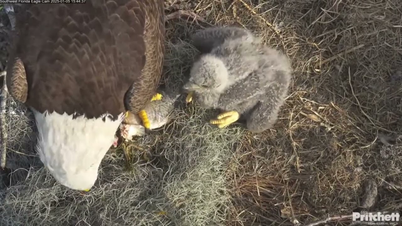 SWFL EAGLE CAM 2021.1.6