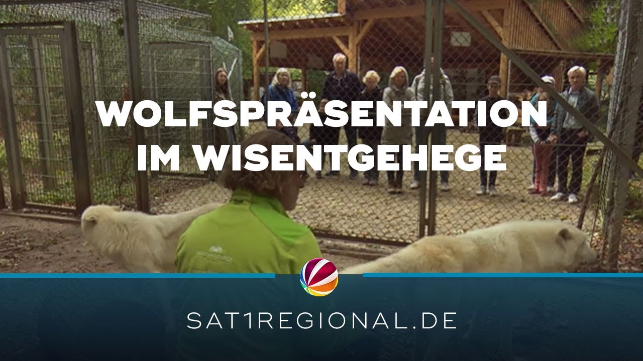 Wolfspräsentation im Wisentgehege Springe