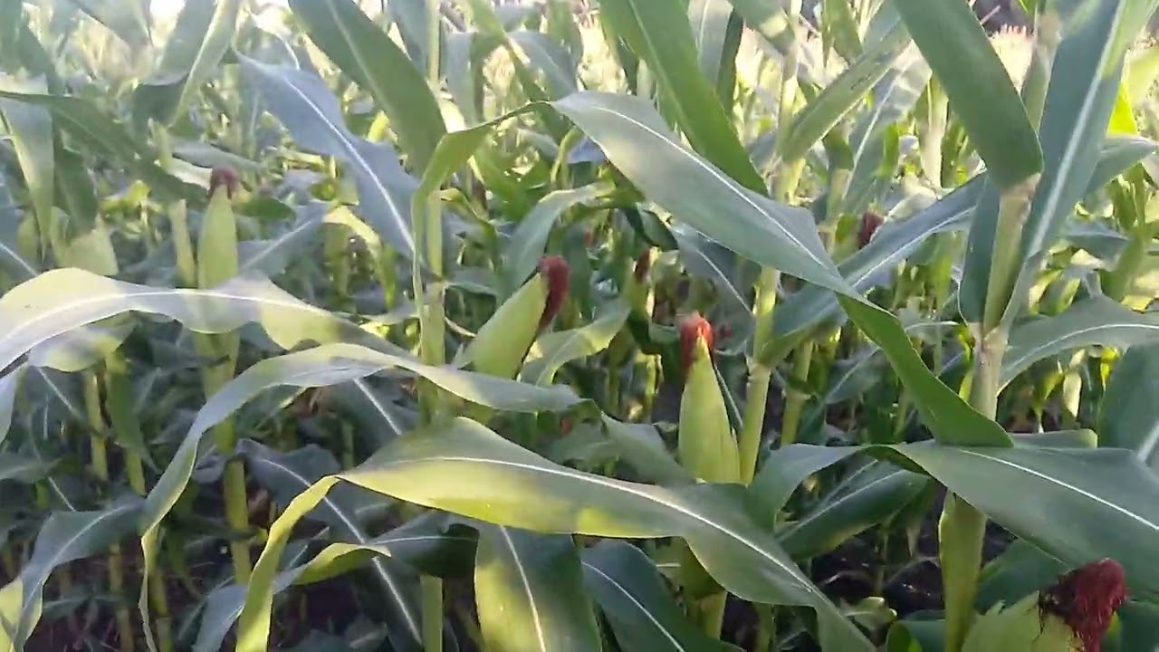 o milho é uma planta da familia Gramineae e da espécie zea mays.
