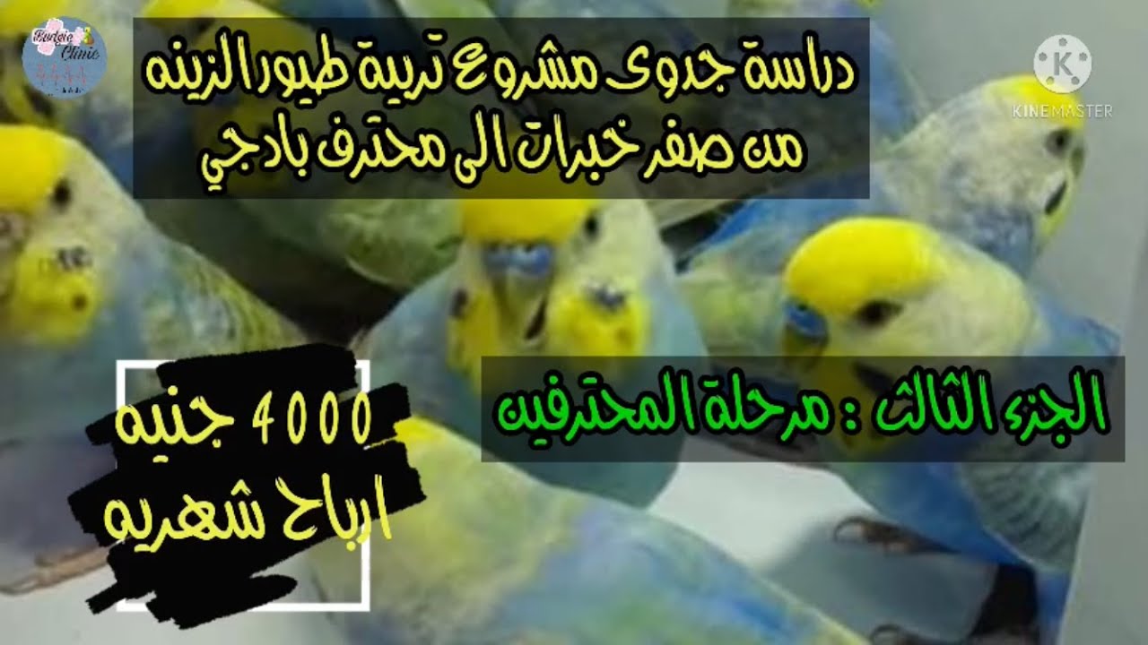 دراسة جدوى مشروع تربية طيور الزينه البادجي | الجزء 3 مرحلة المحترفين من صفر خبرات الى محترف بادجي 👌😉