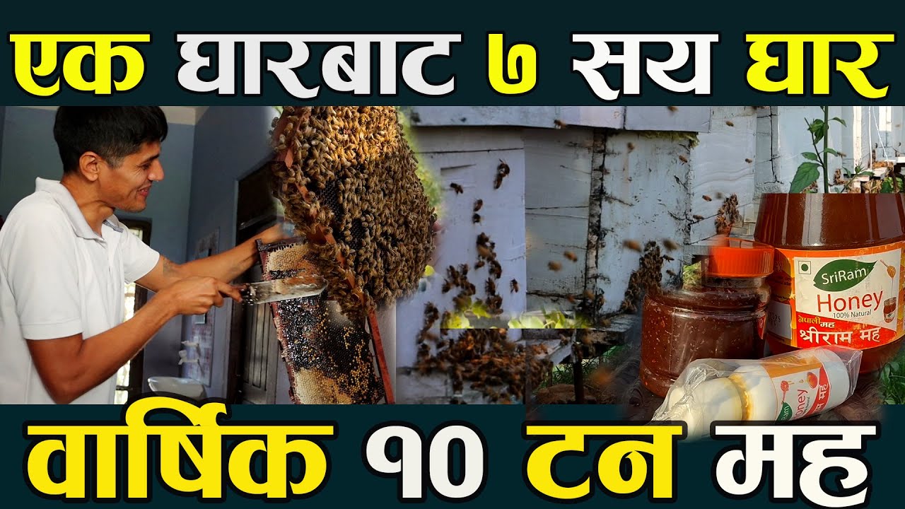 एक घारबाट ७ सय घार, १० टन मह उत्पादन ,डिग्री पास युवा बने देशकै नमुना मौरी पालक mauri palan in nepal