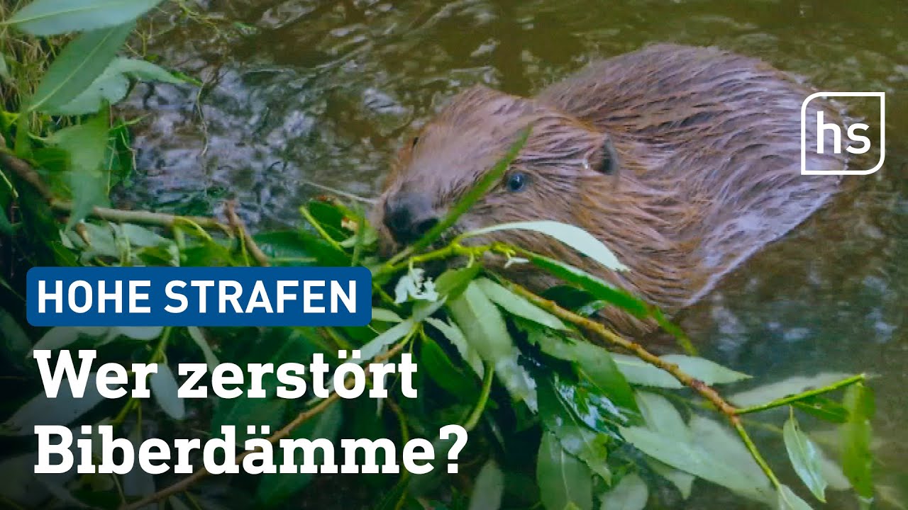 Biberdamm zerstört – Verstoß gegen Naturschutzgesetz? | hessenschau