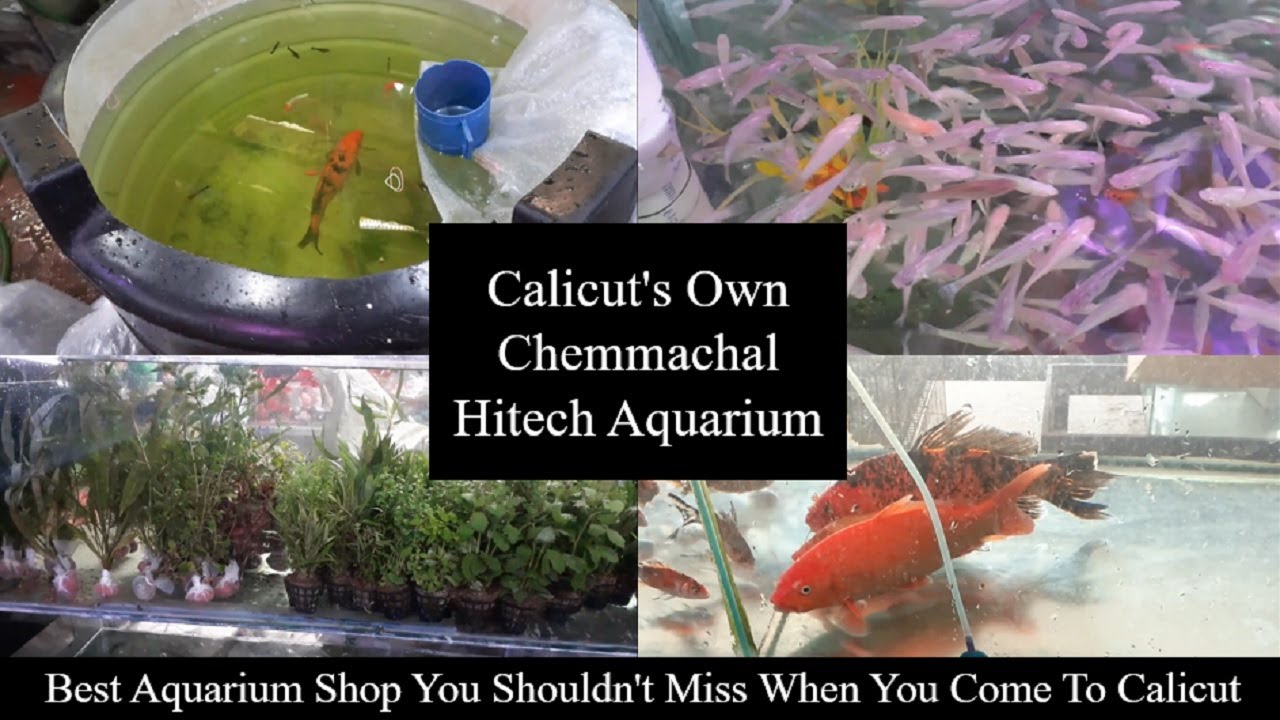 Best Aquarium Shop in calicut | Chemmachal Hitech Aquarium Calicut | top aquarium shops in calicut
