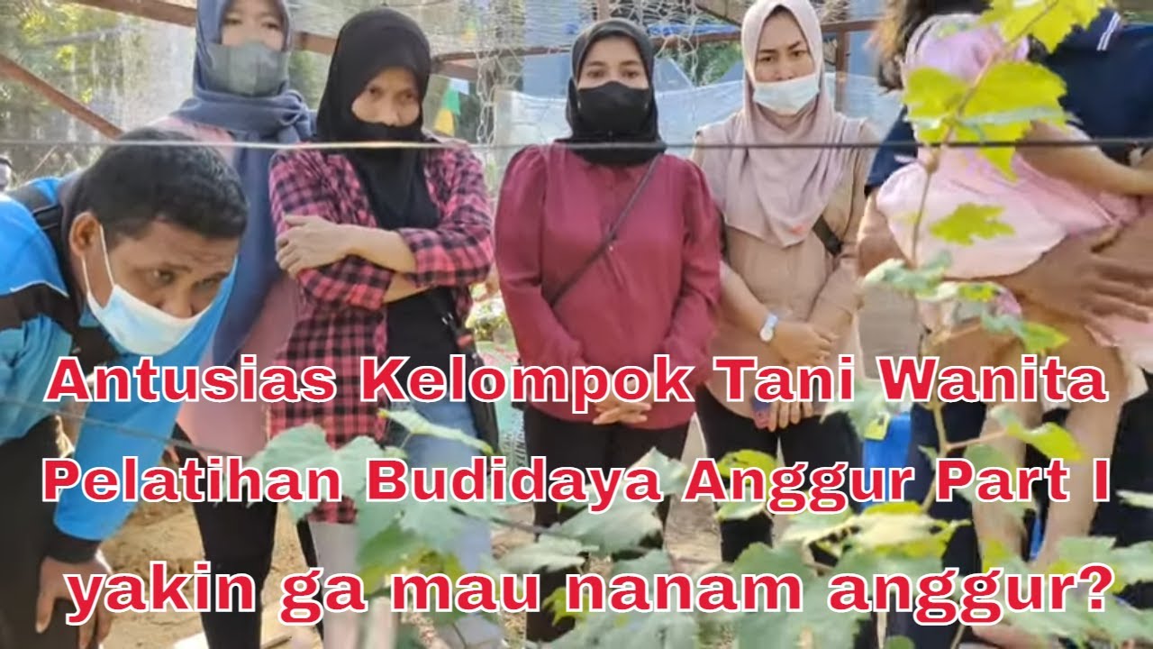 Pelatihan Budidaya Anggur Part I di Desa Karya Jaya Samboja - Kaltim | Rooftop Pengangguran | KAGAMA