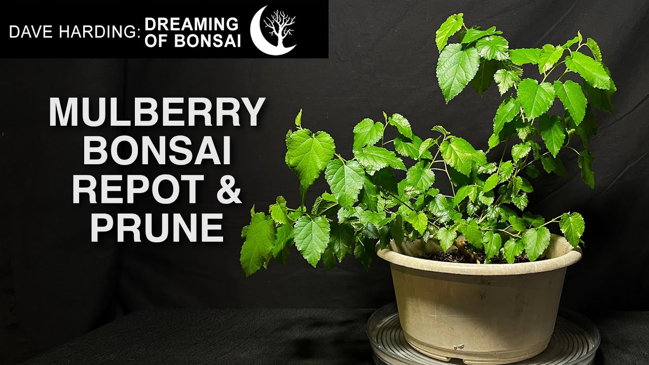 Mulberry Tree Bonsai Repot & Prune, June 2024