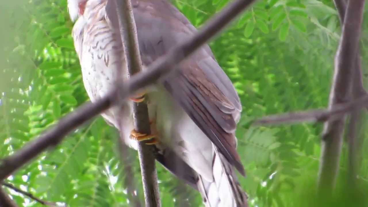 Common Hawk Cuckoo A.K.A Brain fever bird calling