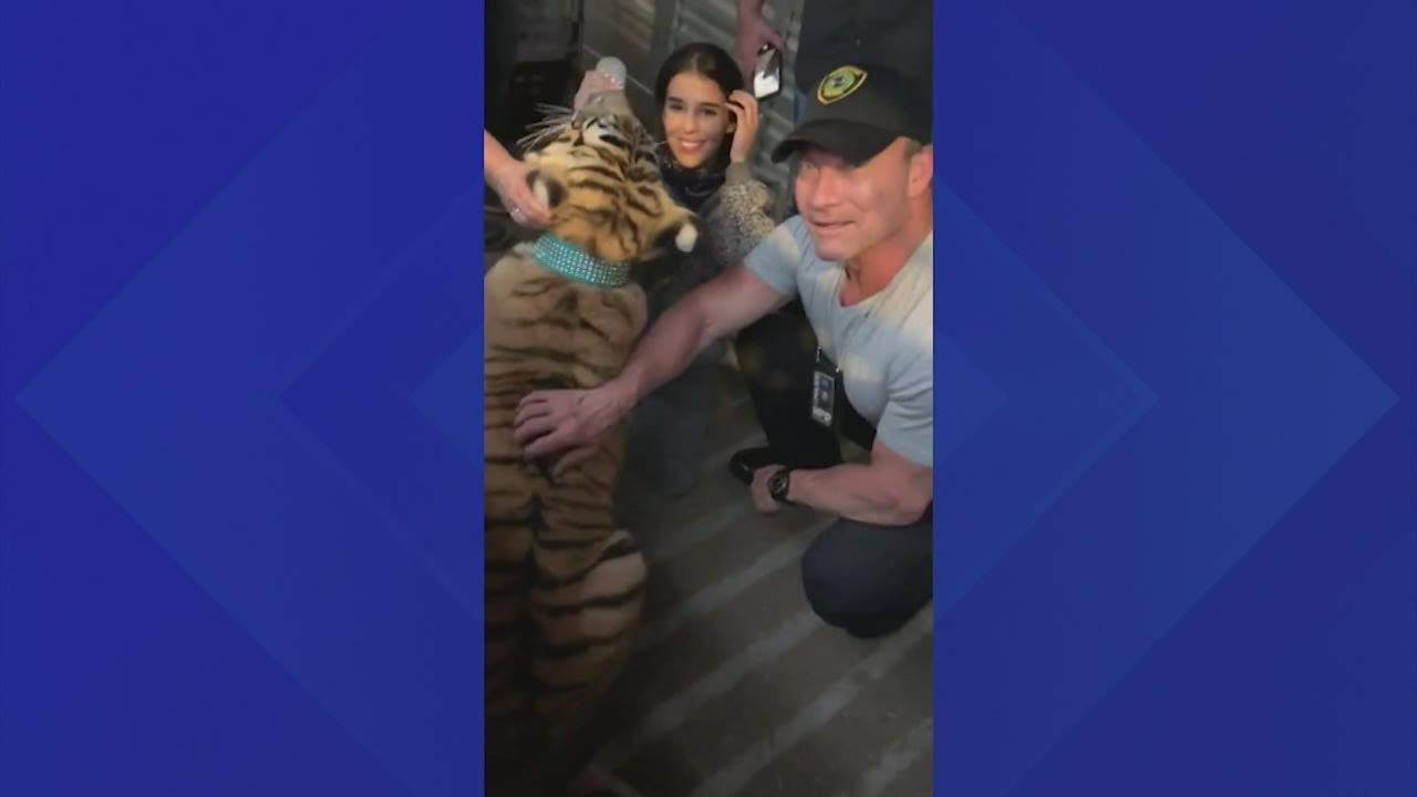 Houston Police: India the tiger found safe
