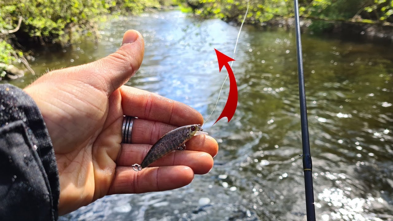 Cette PETITE RIVIÈRE abrite des POISSONS SUBLIMES !