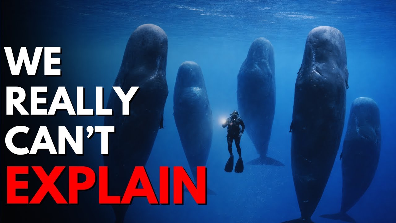 Nothing About Sperm Whales Is Normal… Here’s Why