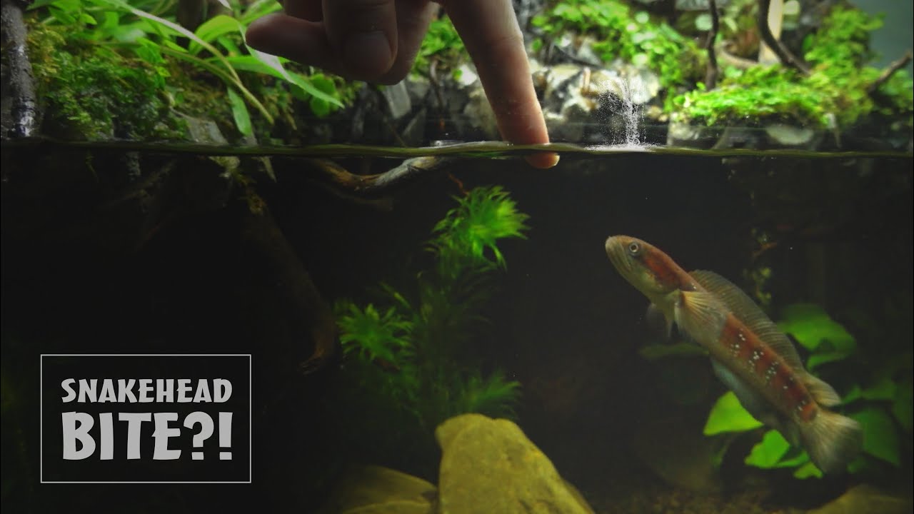 Snakehead Grows Up In Paludarium Waterfall l Channa Asiatica l 9 Months Update