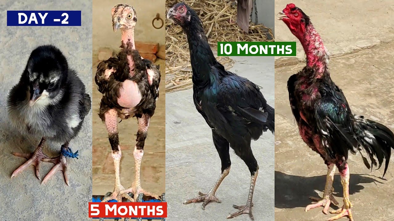 Thai aseel black murga growth up 2 days to 10 months || aseel chick growing نمو الكتاكيت