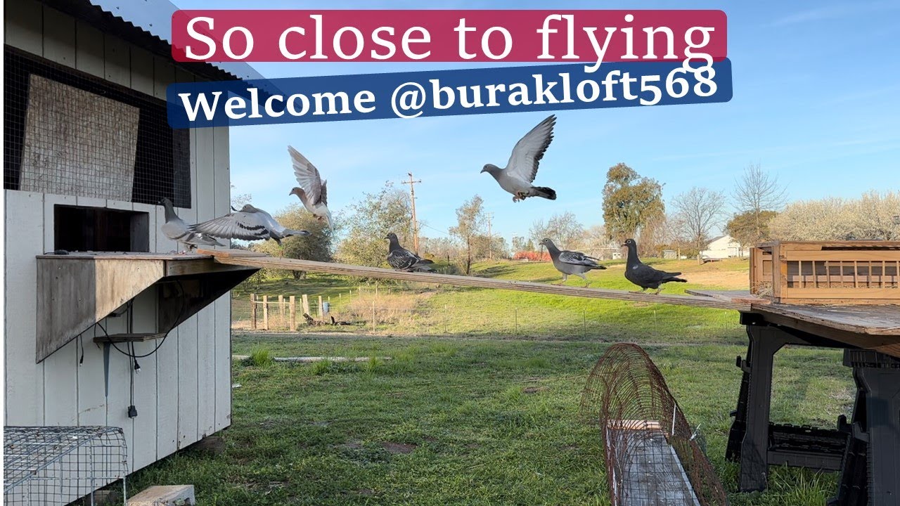 Welcome Burak Loft Grizzles... 2023 YB almost flying