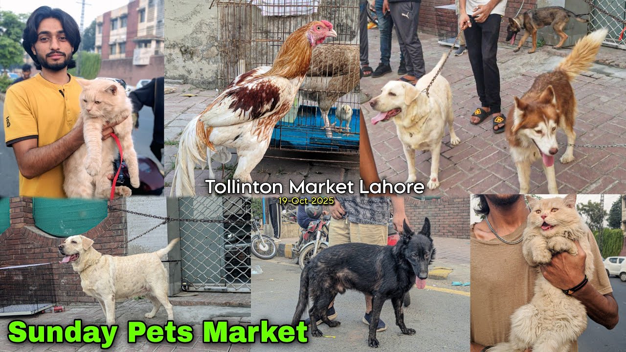 Tollinton Market Lahore🐕 Pets Price Update || Lahore Biggest Birds Market🦜
