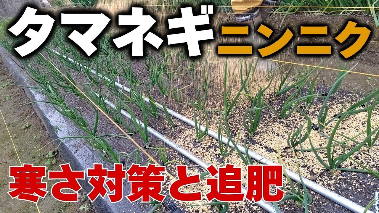 初心者でもできる簡単な家庭菜園の管理方法！冬越しのための寒さ対策と追肥