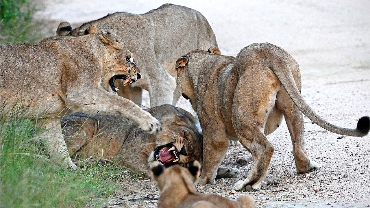 Fierce Lionesses Attack Their Teenage Sons to Protect Tiny Cubs