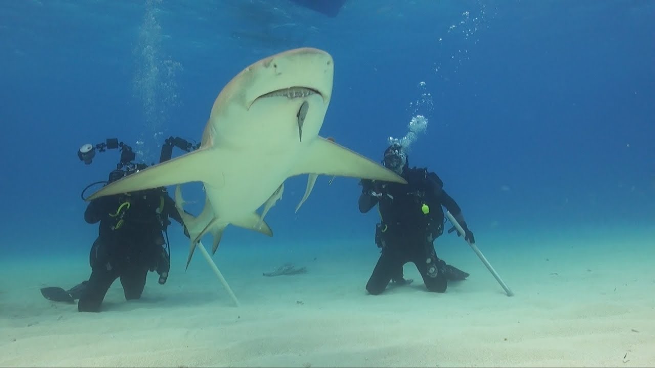 Shark diving Bahamas