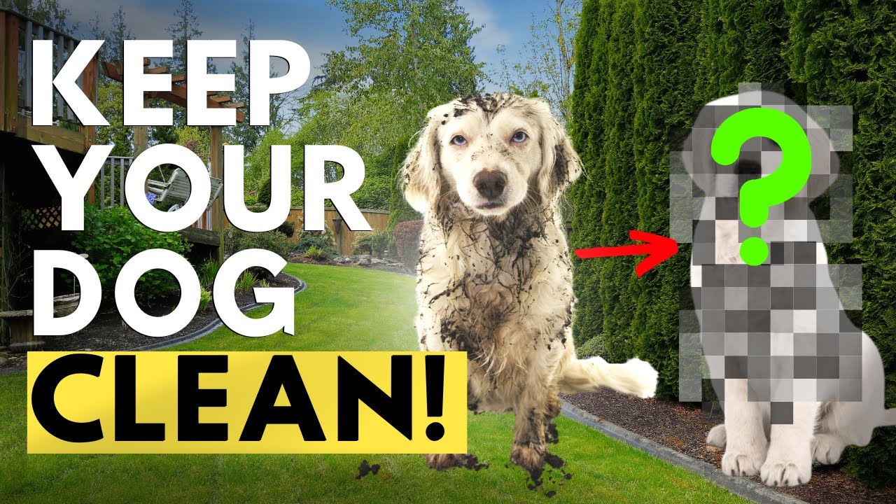 THESE are the 12 Best Hygiene Tips for your dog!