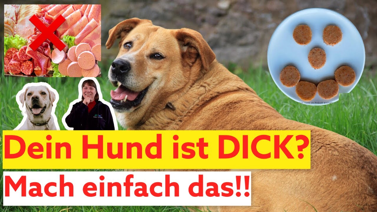 Diätplan für HundeI Hund richtig ernähren ! Hund zu dick I Ernährungsplan für Hunde