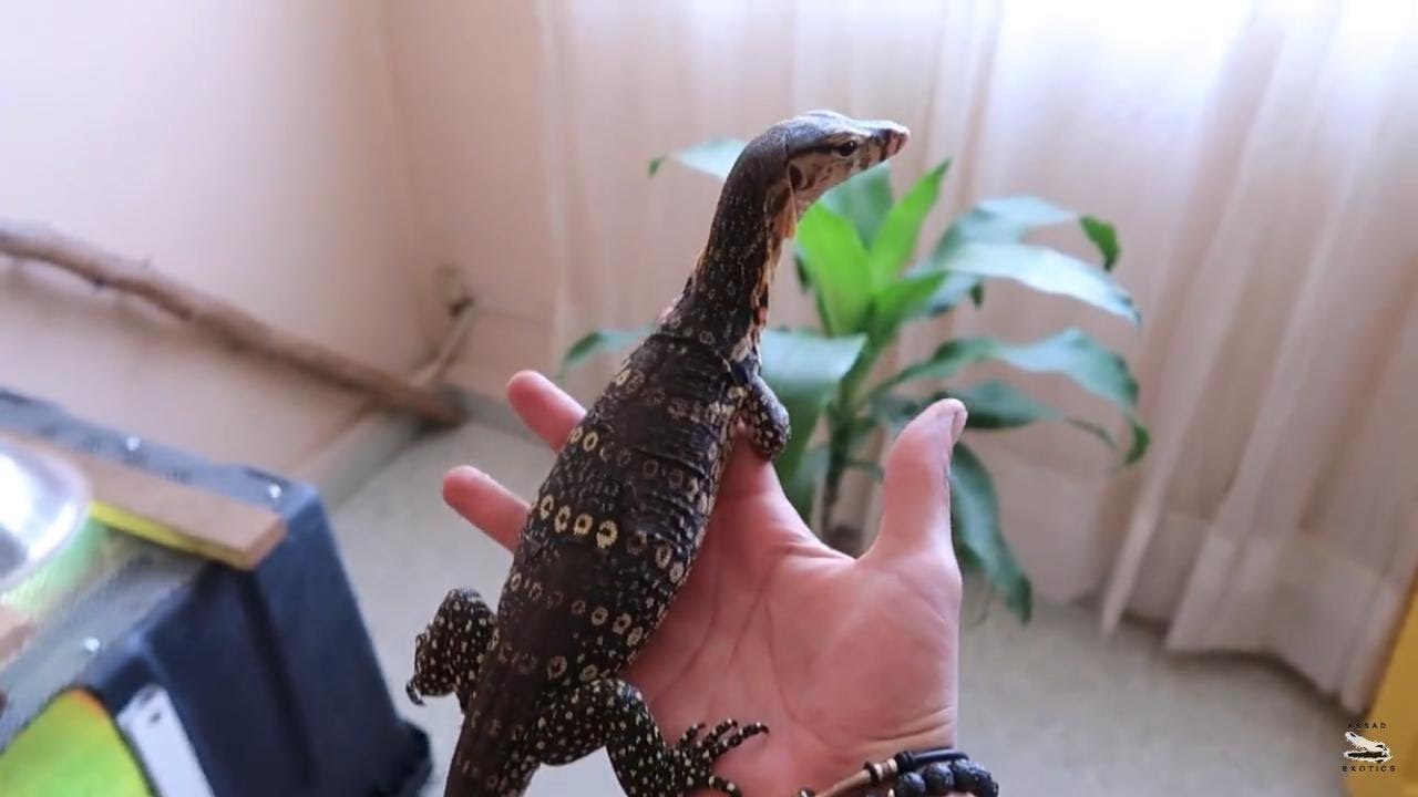 Actualización Varano Salvator Rocco, Cada Día Mas Enorme