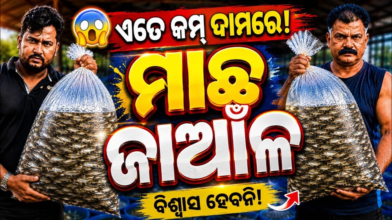 😱 ଏତେ କମ୍ ଦାମରେ ମାଛ ଜାଆଁଳ! Fish Farming Odisha | Fish Seed Price 2026 | Macha Chasa Odisha #farming 