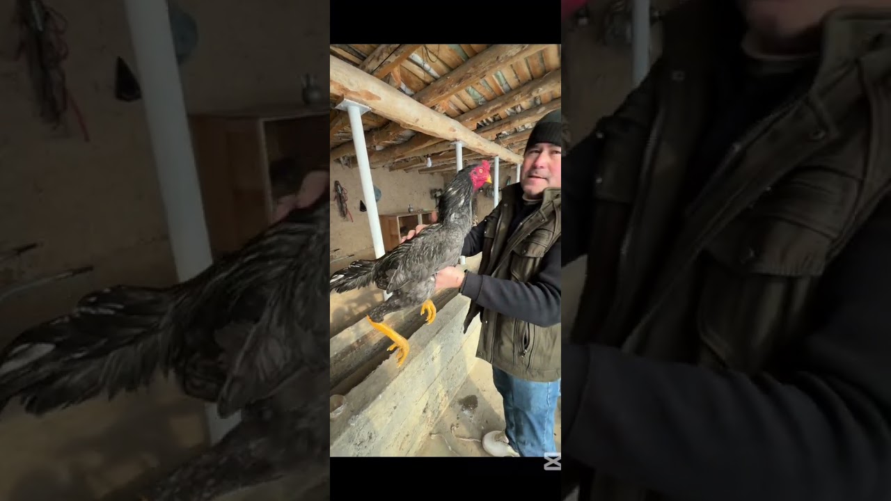 ТАНАЧИ НАКУНТЖИ ЖУЖА КАЕРДА КАТТА БУЛГАН? Дакан ИШКИБОЗЛАРИ УЧУН МАХСУС видео 