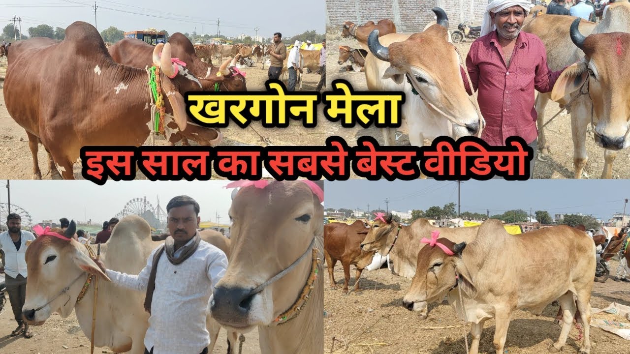 👌 अभी तक का  #Khargone_Mela का सबसे शानदार #बैलजोड़ियों का वीडियो || खरगोन मेला चौथा बैल बाजार  👍