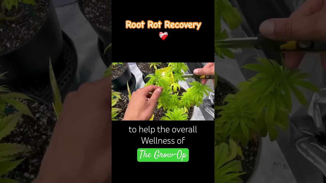 Weed after Root Rot treatment #cannabiseducation #420 #cannabisgrowers #cannabisdaily #stonerfam