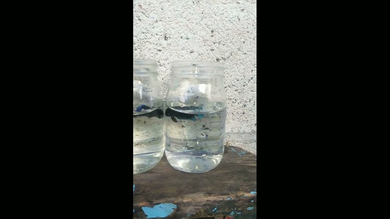 ERRORES QUÉ NO PUEDES COMETER EN LOS BETTAS ☝️👀