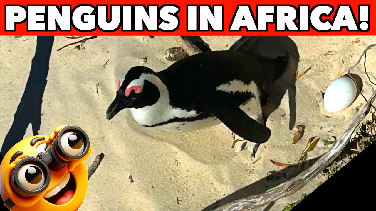 Endangered African Penguins | Top 10 things to see in Africa