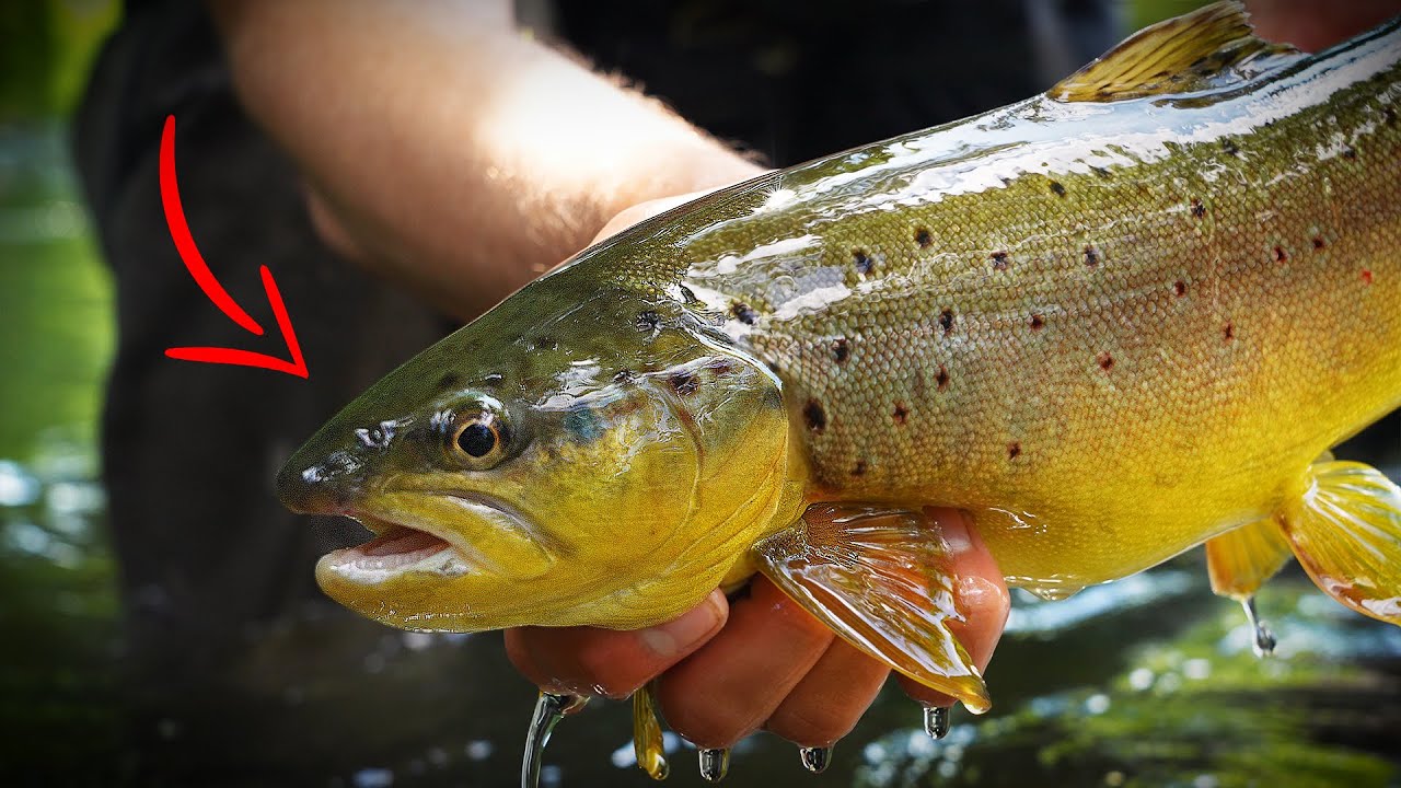 Sommerliches Fliegenfischen am kleinen Bach (Fränkische Schweiz)