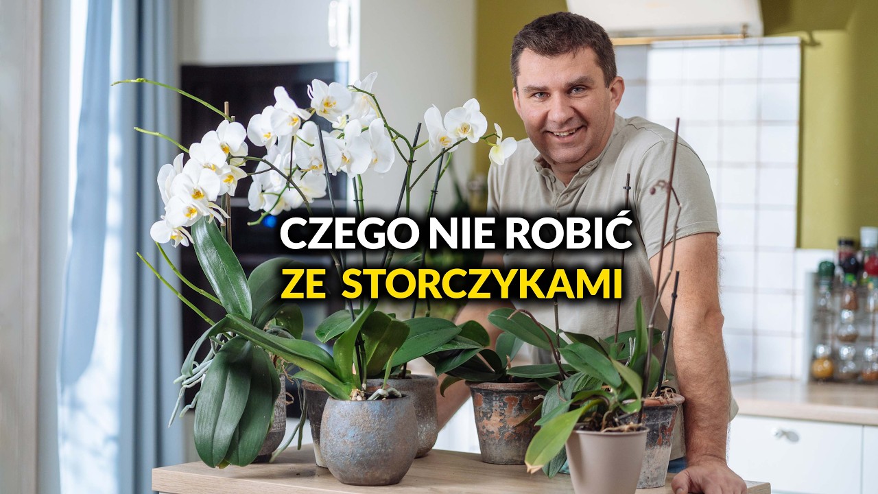 Przepis na piękne Storczyki. Czego nie lubią Storczyki? Proste porady.