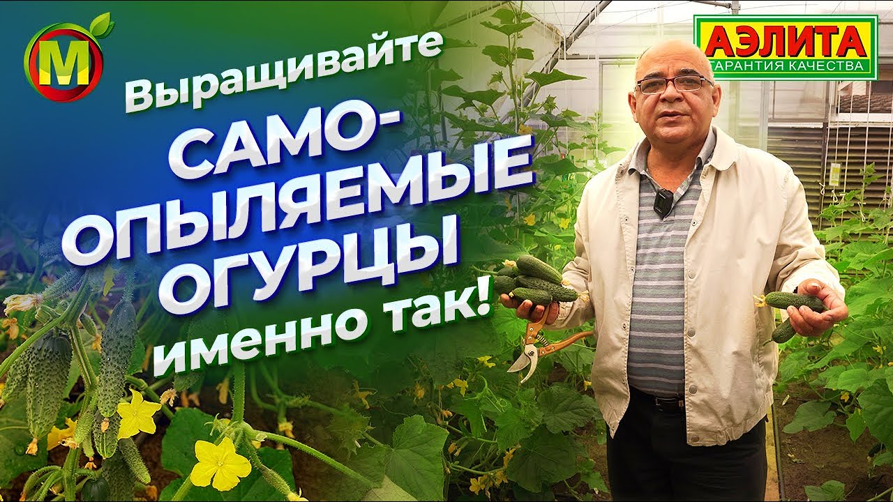 ПАРТЕНОКАРПИЧЕСКИЕ ОГУРЦЫ: особенности выращивания.