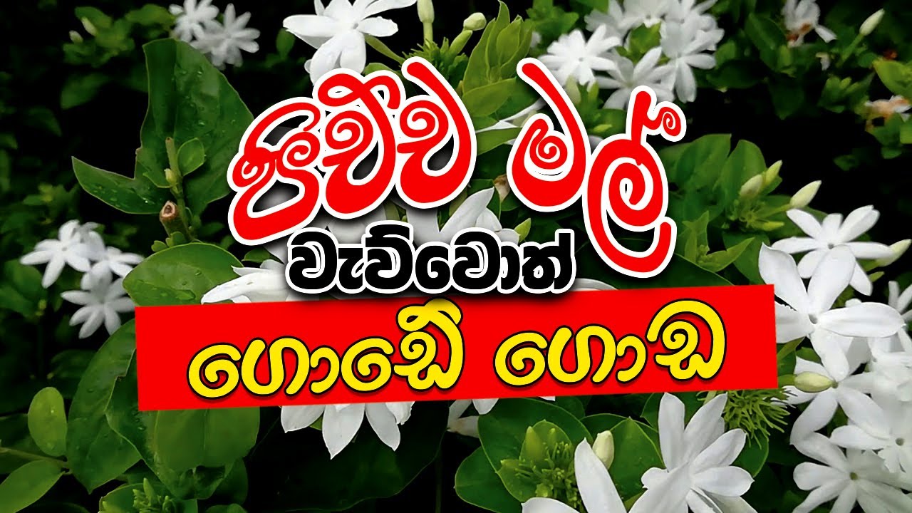 පිච්ච මල් වගාව ඔබටත් කරන්න ලේසි